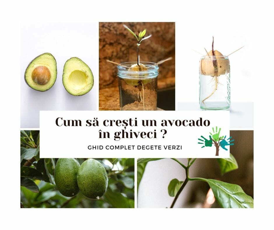Cums a cresti avocado in ghiveci -imagine reprezentativa