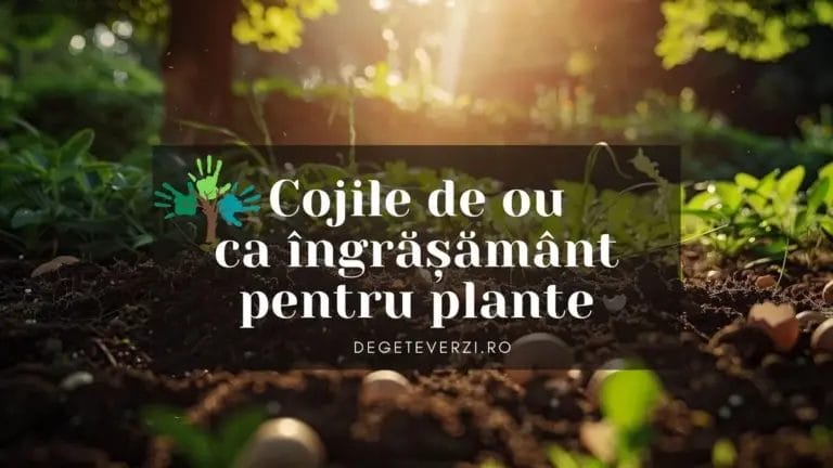 Cojile de ou ca îngrășământ pentru plante