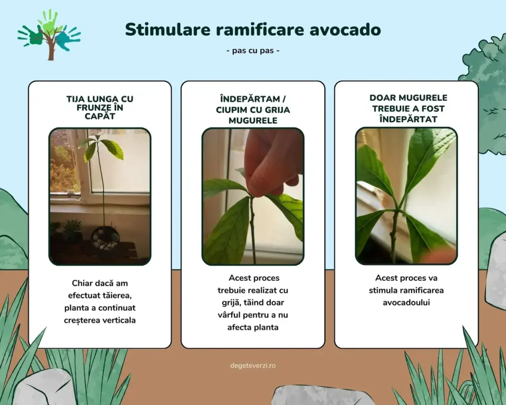 Pasii stimulare ramificare avocado prin indepartare muguri apicali.